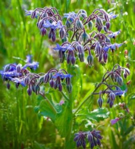 Borage (plant)