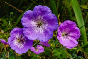 Geranium flowers