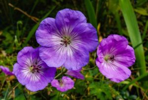 Geranium flowers